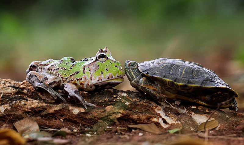 印尼男子拍青蛙骑乌龟搭便车有趣一幕