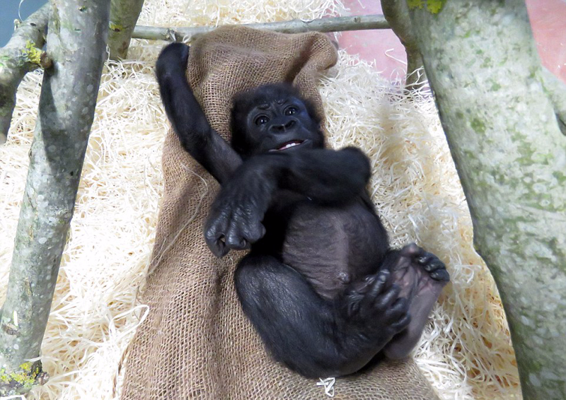英国首只剖腹产猩猩宝宝健康成长