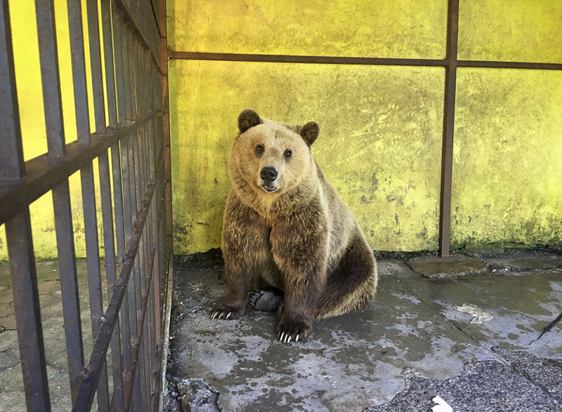 阿尔巴尼亚国宝动物图片