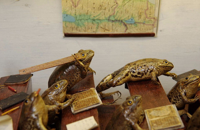 500余只青蛙标本摆出人类造型 ( 7 / 12 ) 2016年07月29日 09:25:06