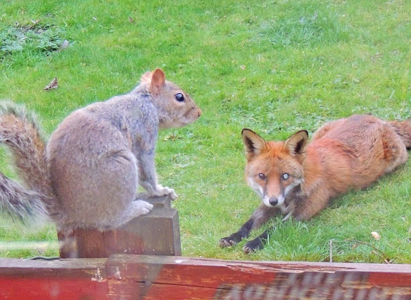 松鼠被狐狸追踪敲窗求助 呆萌可爱 ( 2 / 10 )