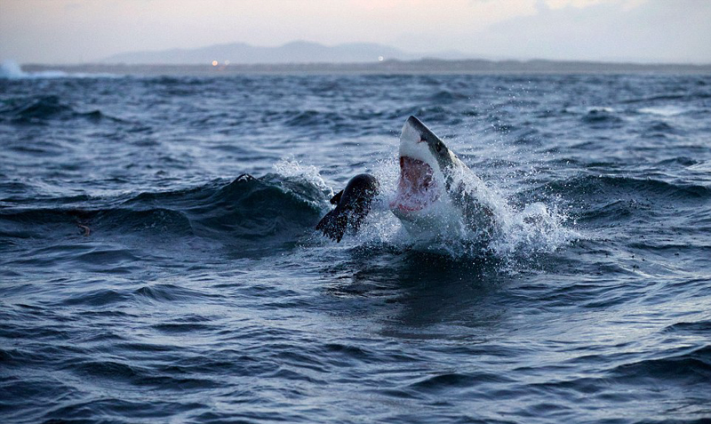 实拍大白鲨捕食海豹震撼瞬间