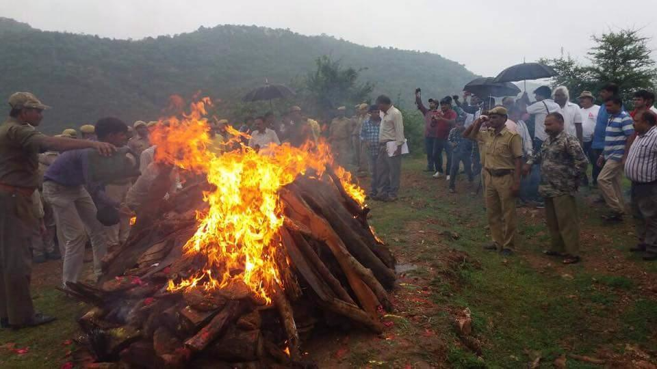 印度"老虎女王"去世 民众为其举办盛大火葬仪式
