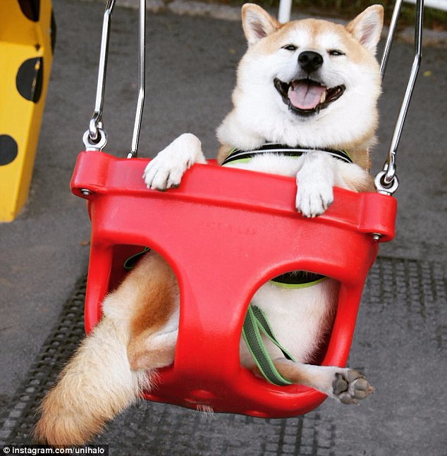 萌翻!日本柴犬荡秋千笑容灿烂