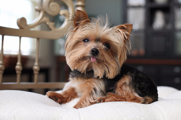 萌!美迷你约克犬成世界最小工作犬治愈不少病人