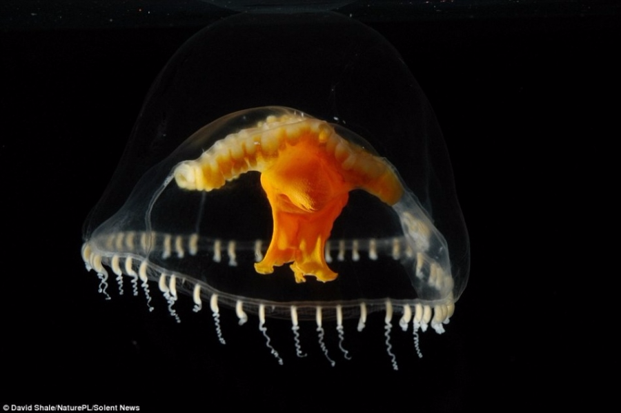 奇异的深海生物:触须八爪鱼形似幽灵