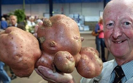 世界最大的土豆图片