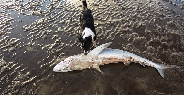 苏格兰海滩惊现深海大青鲨尸体 原因成谜