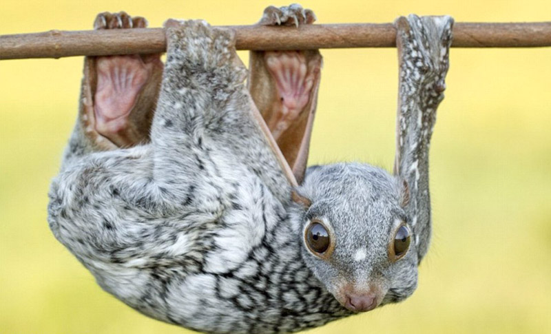 奇葩动物照片走红 网友直呼涨姿势