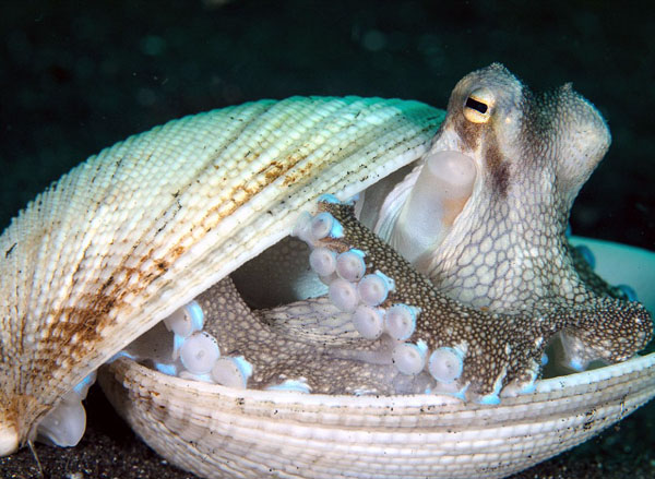 实拍印尼海底可爱章鱼东张西望找"蜗居"