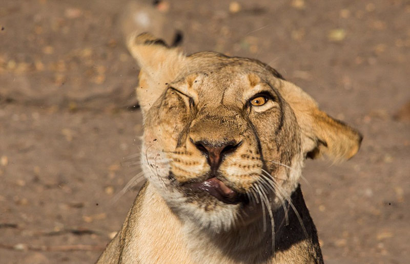 母狮赶苍蝇露出滑稽表情引人发笑