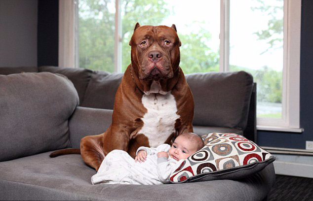 美夫妻让巨型斗牛犬照顾婴儿 称其完美保姆
