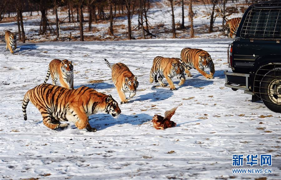 东北虎冬季"围猎"
