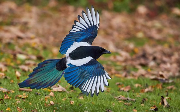 喜鹊不只有黑白色英男子捕捉喜鹊多彩羽毛