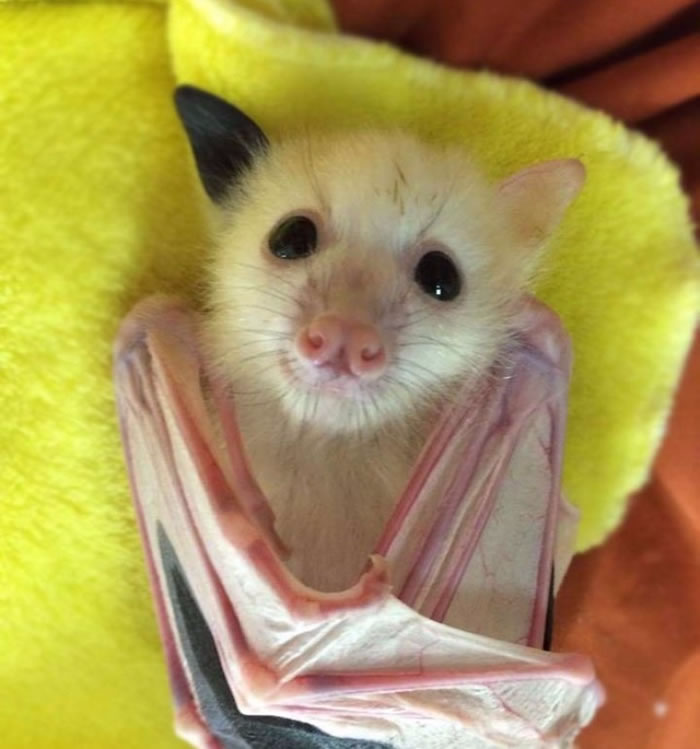 正文  澳洲蝙蝠诊所近日拯救了一只非常特别的灰头狐蝠,它拥有可爱的