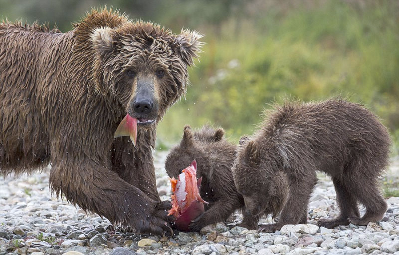 母熊捕鱼喂食幼崽展现浓浓骨肉亲情