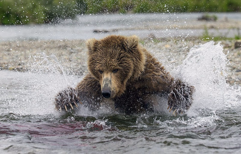 母熊捕鱼喂食幼崽展现浓浓骨肉亲情