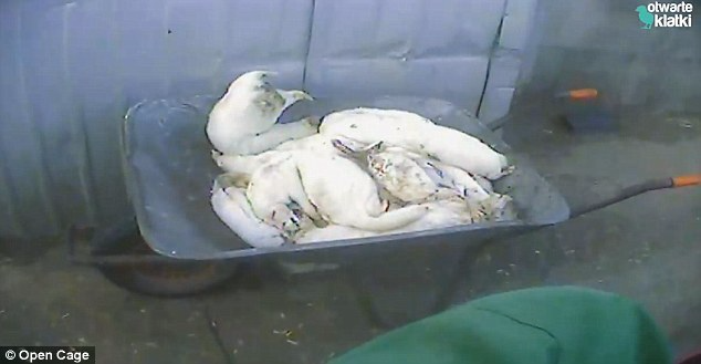 波兰水貂养殖场貂被剥皮前被殴打瘫痪