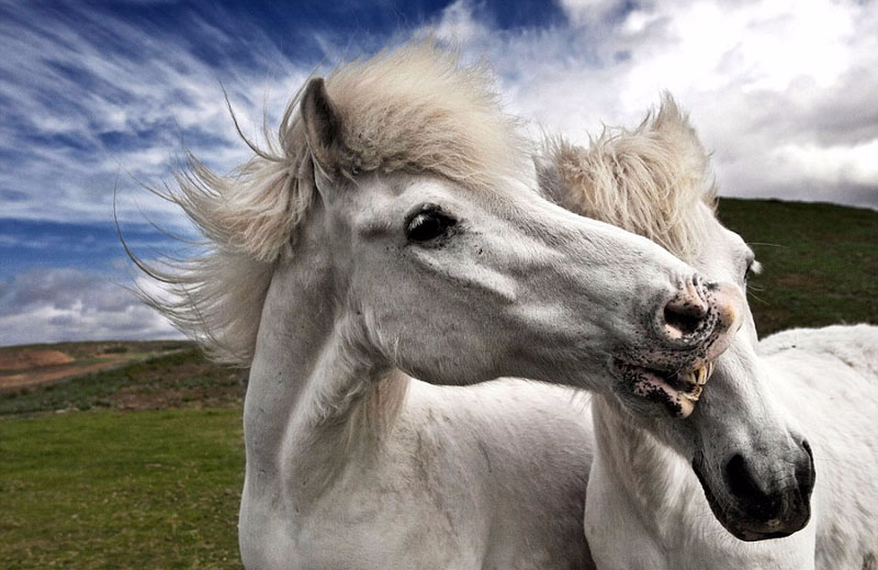 冰岛野马微笑相拥展现纯真友爱