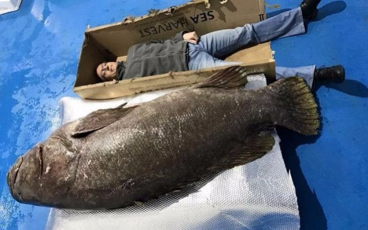 世界上最大的石斑鱼图片