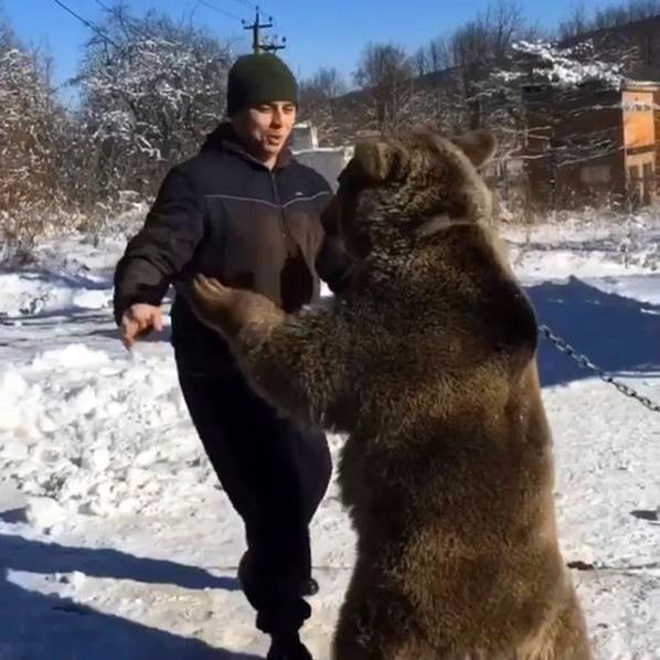 俄罗斯壮汉养熊当宠物雪地里互搏扭打嬉闹