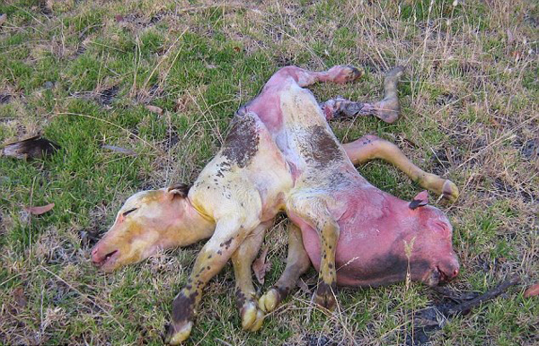 稀罕!澳农场惊现连体双生牛犊