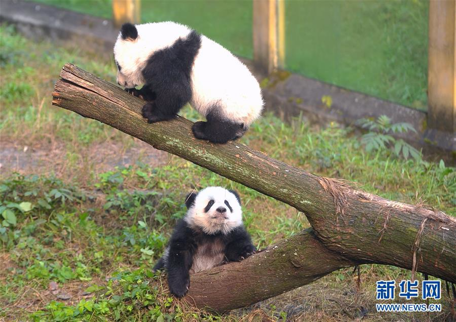 重慶動物園大熊貓雙胞胎與遊客見面