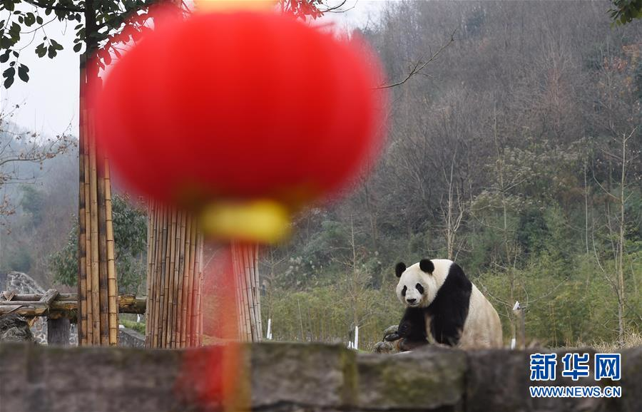 （新春走基层）（1）与大熊猫一起过年的饲养员