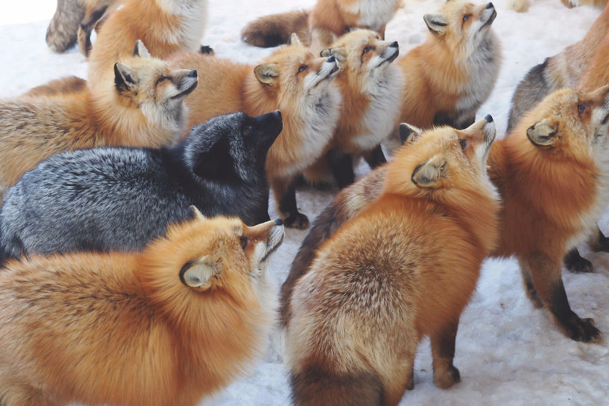 揭秘日本“狐狸村” 遍地动物不怕人