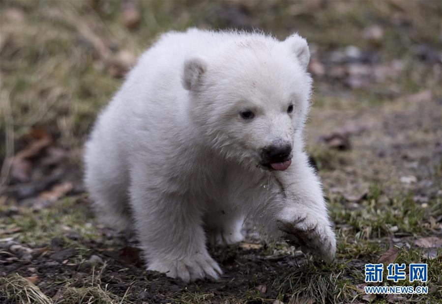 首次露面的小北极熊-影像中心-浙江在线