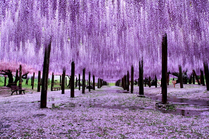 紫藤树图片日照图片