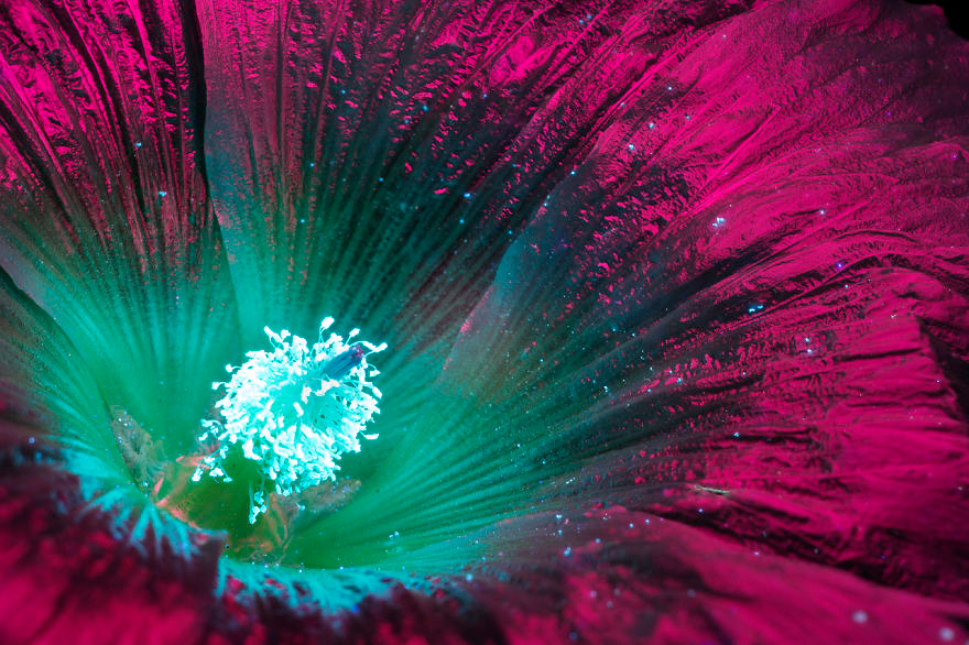 颠覆视觉 原来发光植物看起来这么梦幻