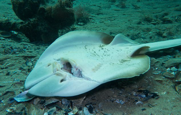 残忍澳潜水员海底发现若干提琴鳐头部均被砍成两半