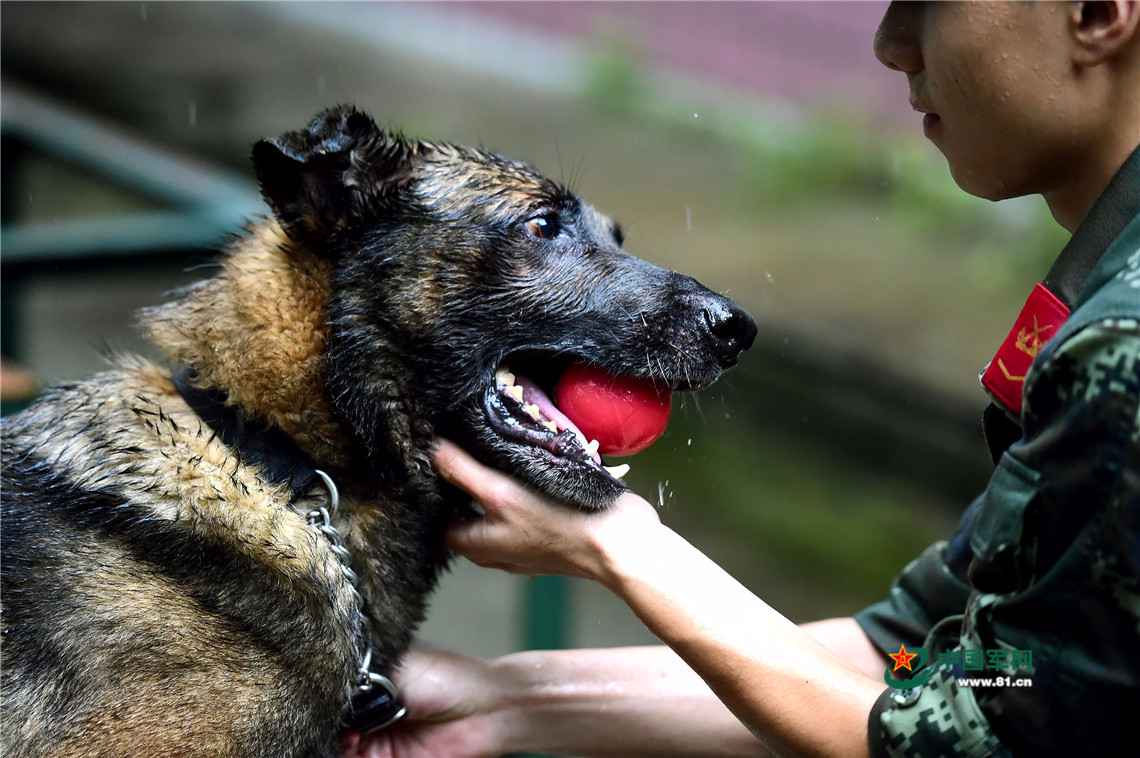 狼兵出击 军犬雨中跨障三连拍