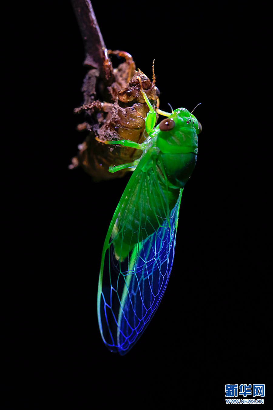 夏至蝉始鸣:图片记录金蝉脱壳全过程