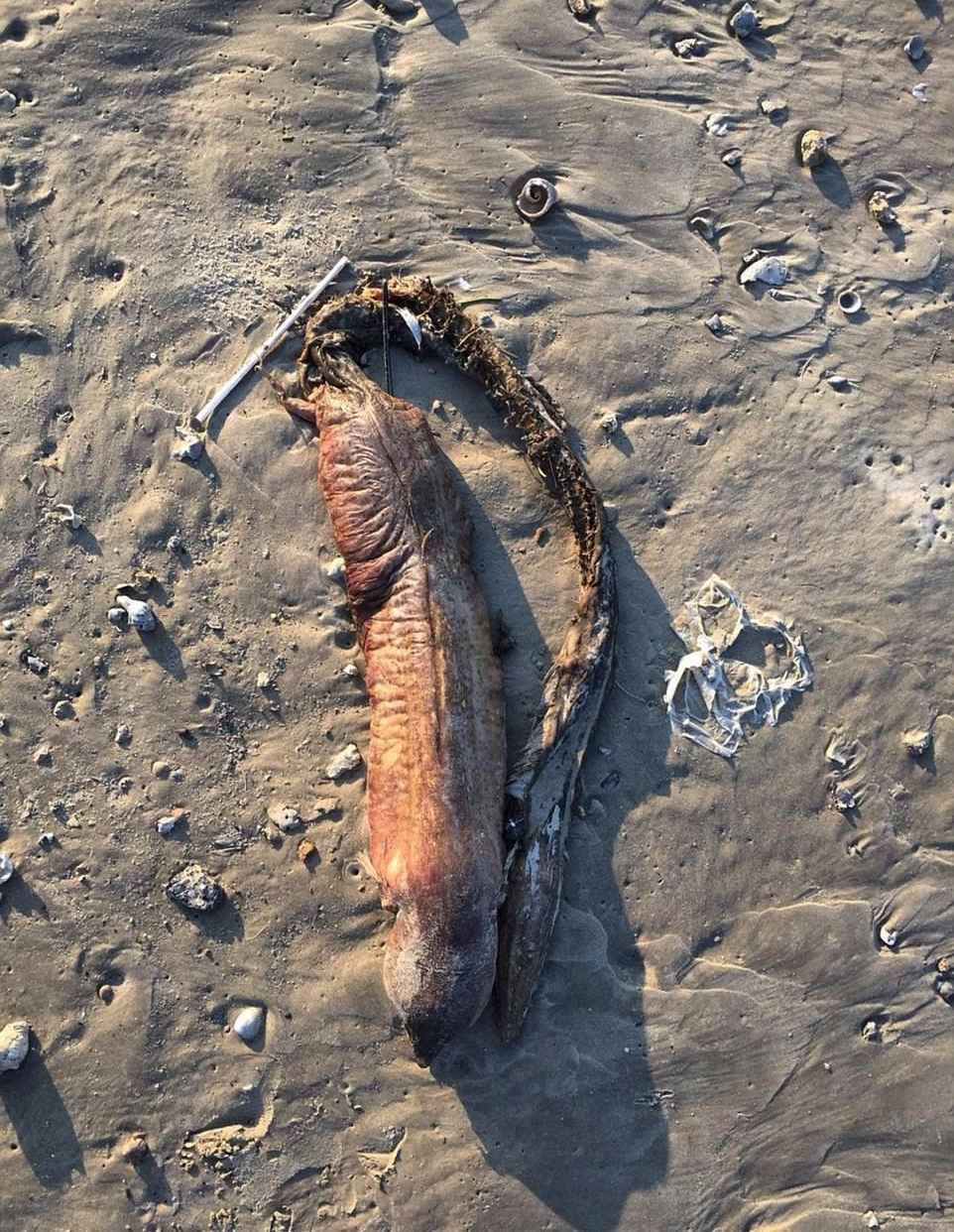 美国得州海岸惊现无眼怪满嘴尖牙引专家猜测