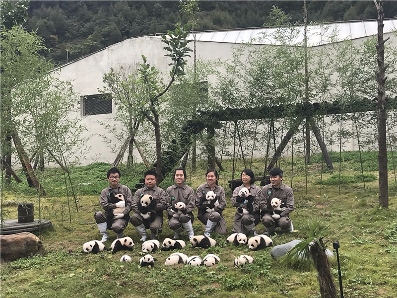 中国大熊猫保护研究中心36只2017年新生熊猫宝宝分别在雅安碧峰峡基地