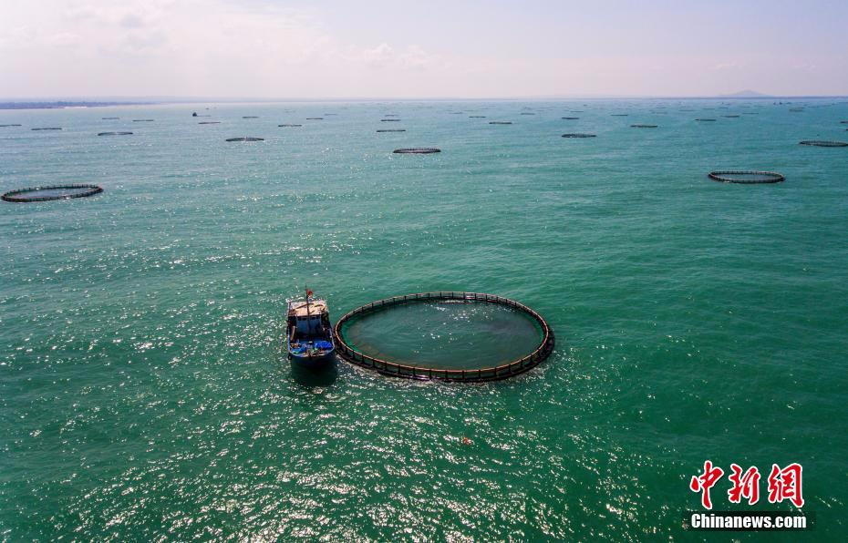 航拍亞洲最大深水網箱養殖基地