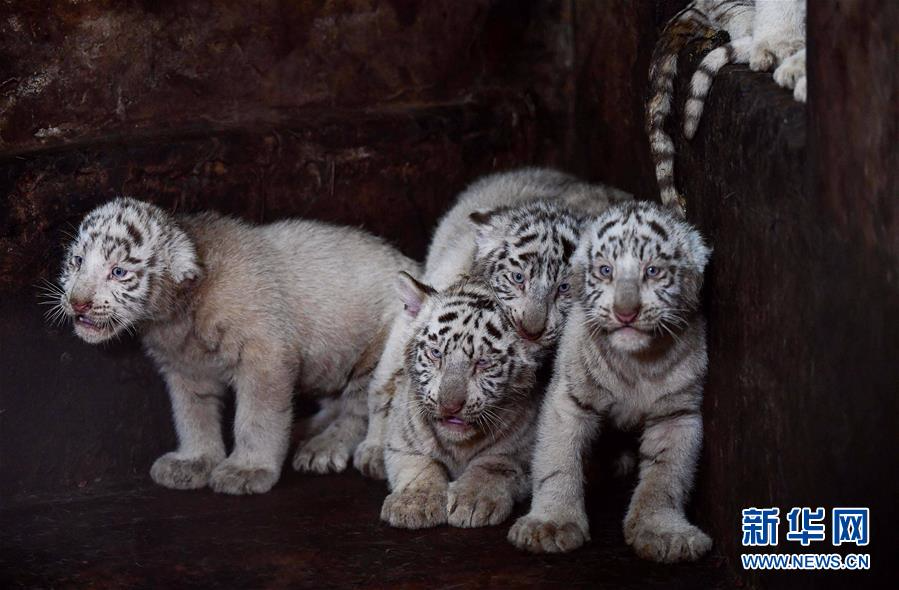 这是刚出生不到100天的六胞胎小白虎在云南野生动物园里(11月17茹摄