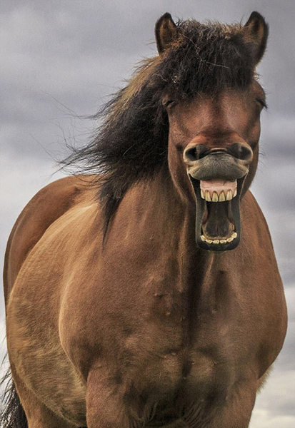 世界上最快乐的马:冰岛野马开怀大笑做鬼脸