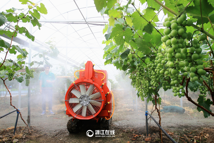 据悉,该葡萄园机器换人后,提升了农机作业质量,减
