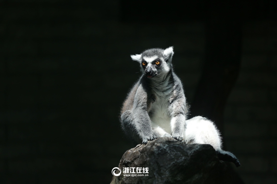 杭州高溫卷土重來 動物避暑有