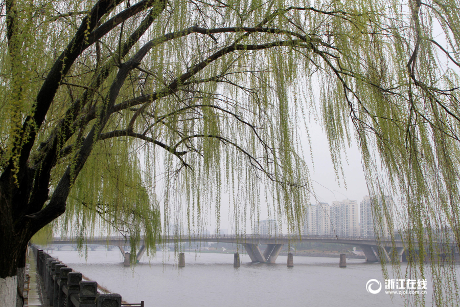 金华:春风又绿婺江岸 杨柳依依舞春风