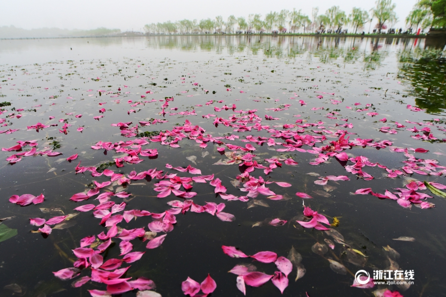 西湖倒影桃花图片图片