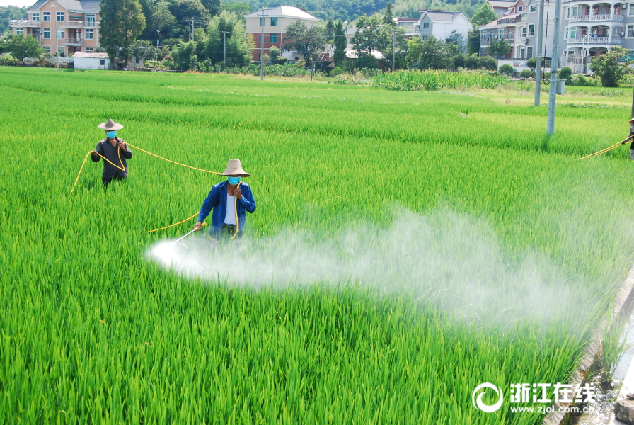 建德防治水稻病虫害机械助力增效力