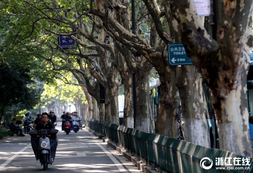 杭州曙光路500树将为地铁让路