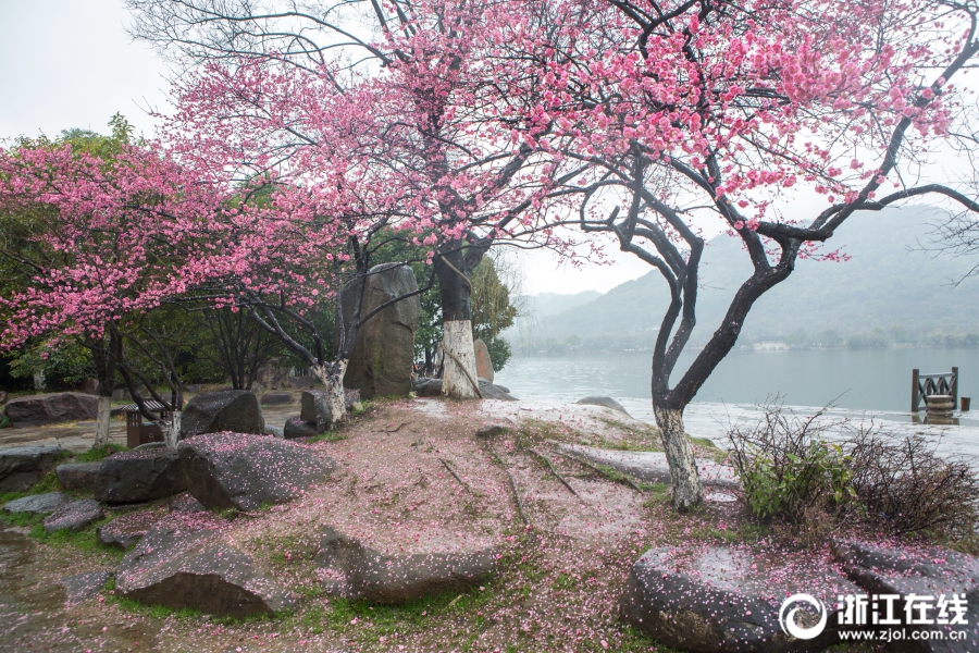 许家训梅花图片