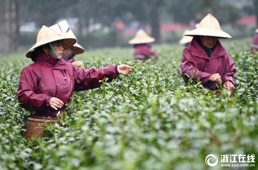 杭州采茶工冒雨抢采明前西湖龙井头茬