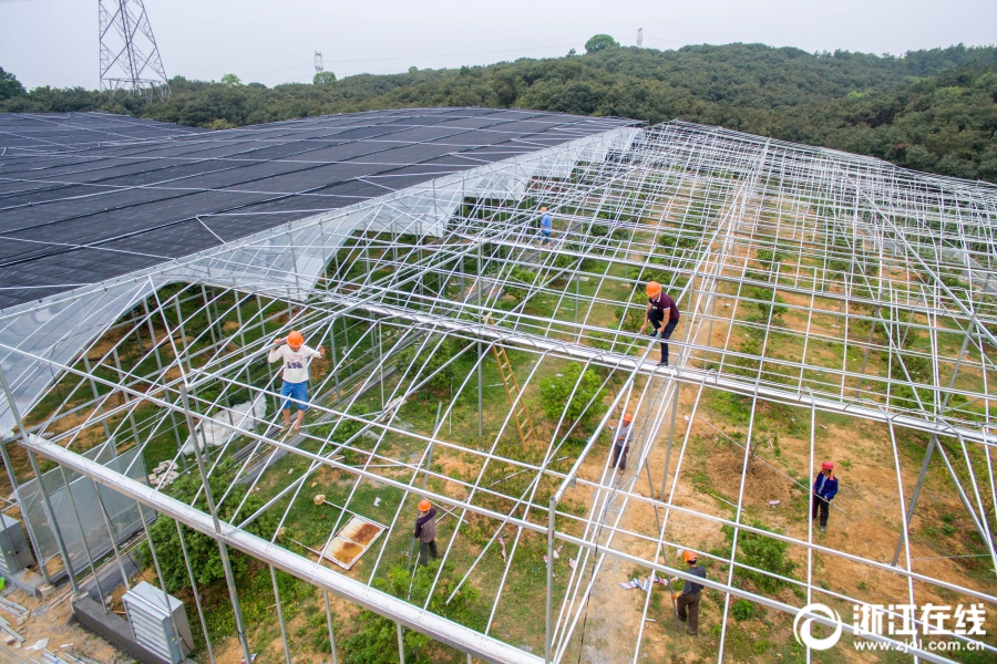 长兴:杨梅"住"大棚 增产又提质