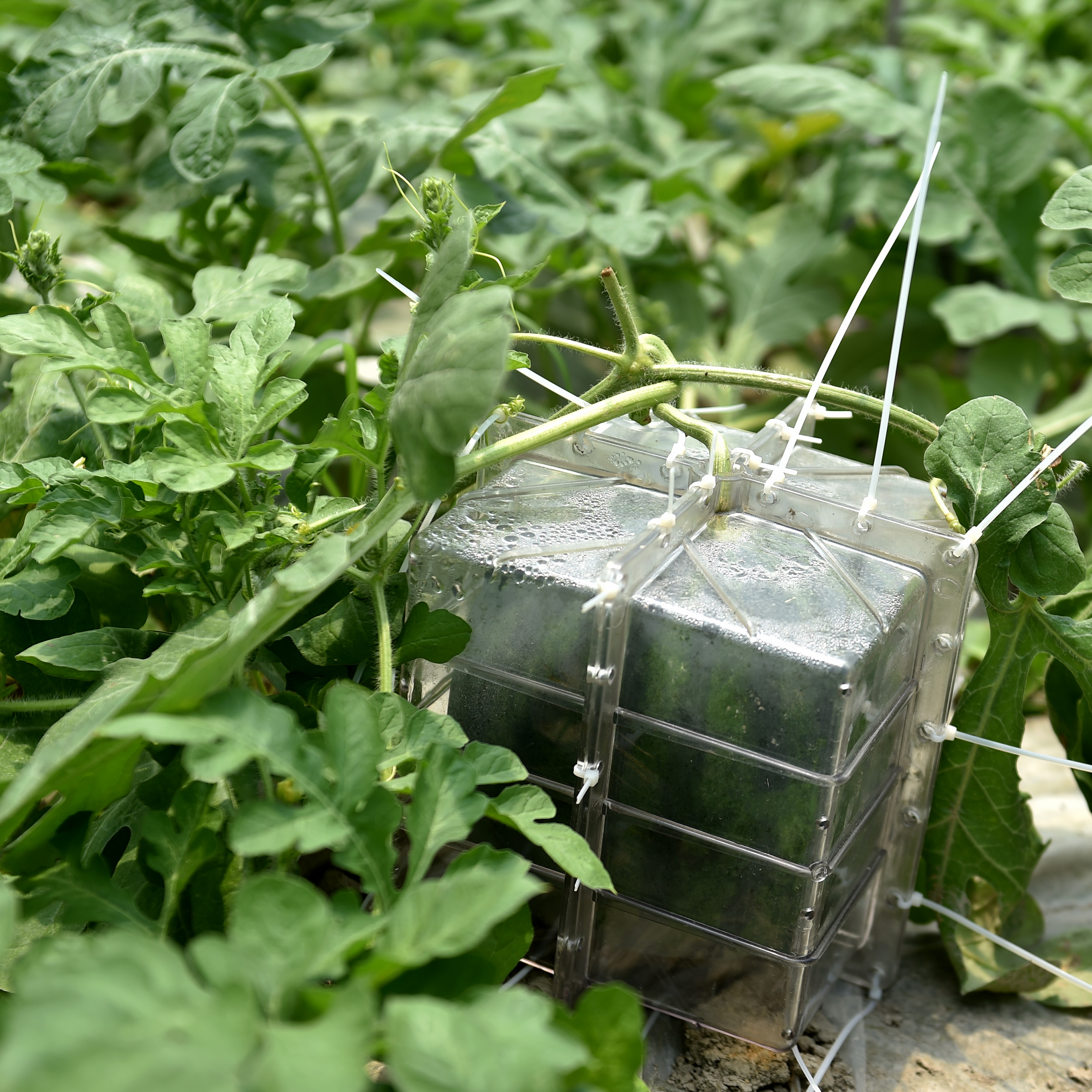 奉化试验方形西瓜